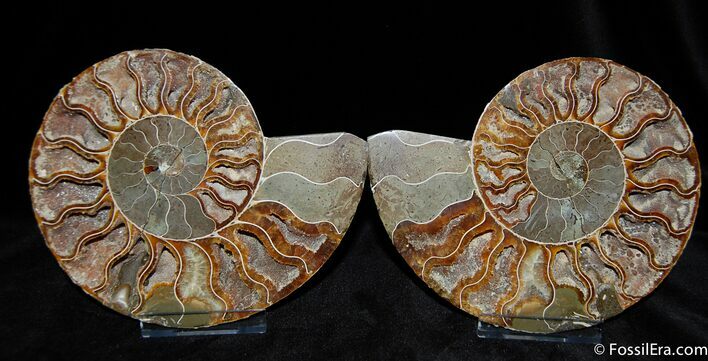 Large Inch Ammonite With Crystal Cavities #376